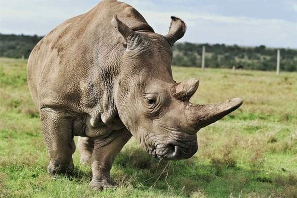 Среда обитания белого носорога