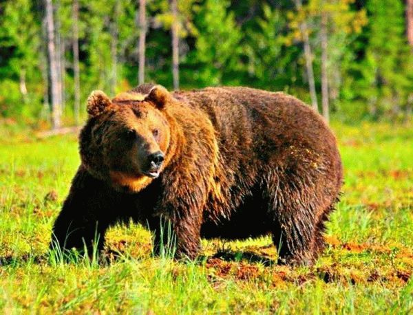 Бурый медведь: описание