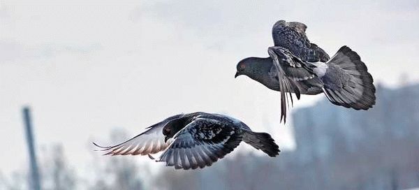 Стандартные способы избавления от голубей