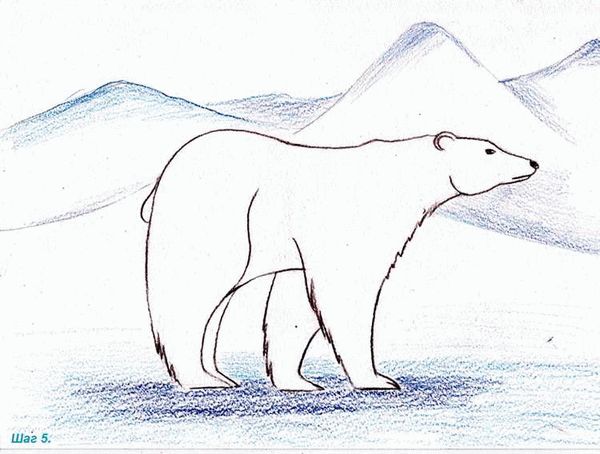 Рисуем белого медведя карандашом поэтапно