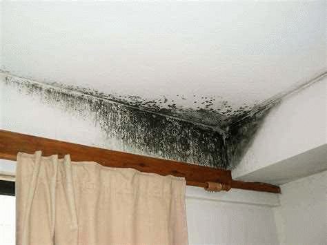Причины появления черной плесени на стенах