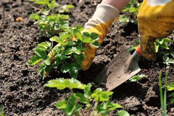Определение типа и подготовка почвы