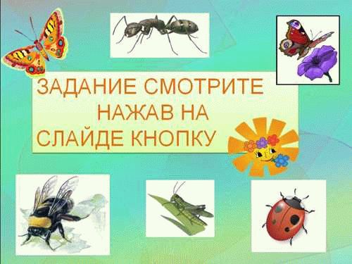 Структура тела насекомых