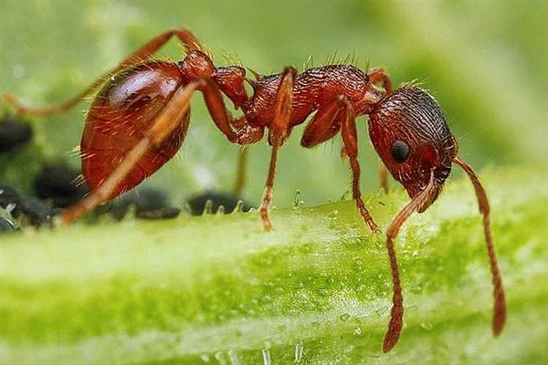 Как избавиться от муравьев в доме – народные методы